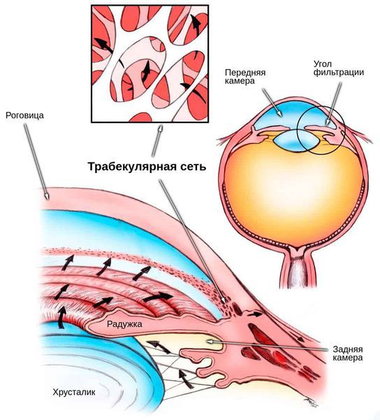 передняя камера глаза