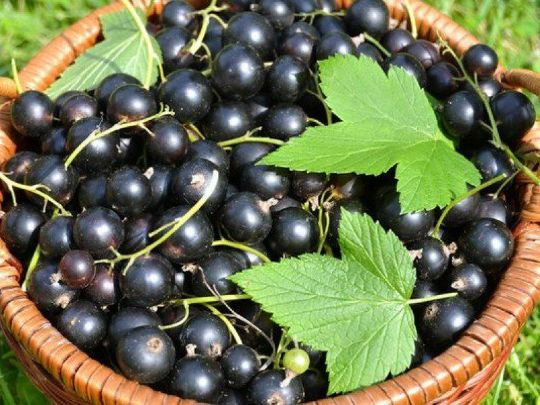 черная смородина для зрения
