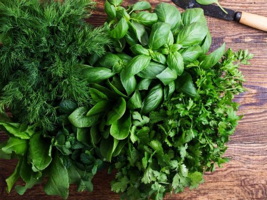 Петрушка для зрения