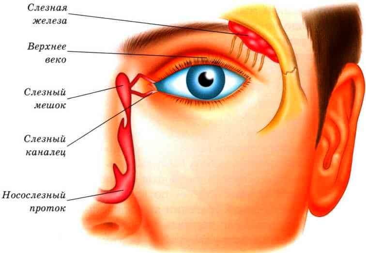 анатомия глаза